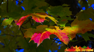Autumn leaves in Vermont