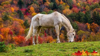 Northfield-Horses-10-6-2023-118