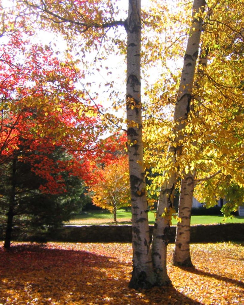 vermont fall foliage birch tree stone wall