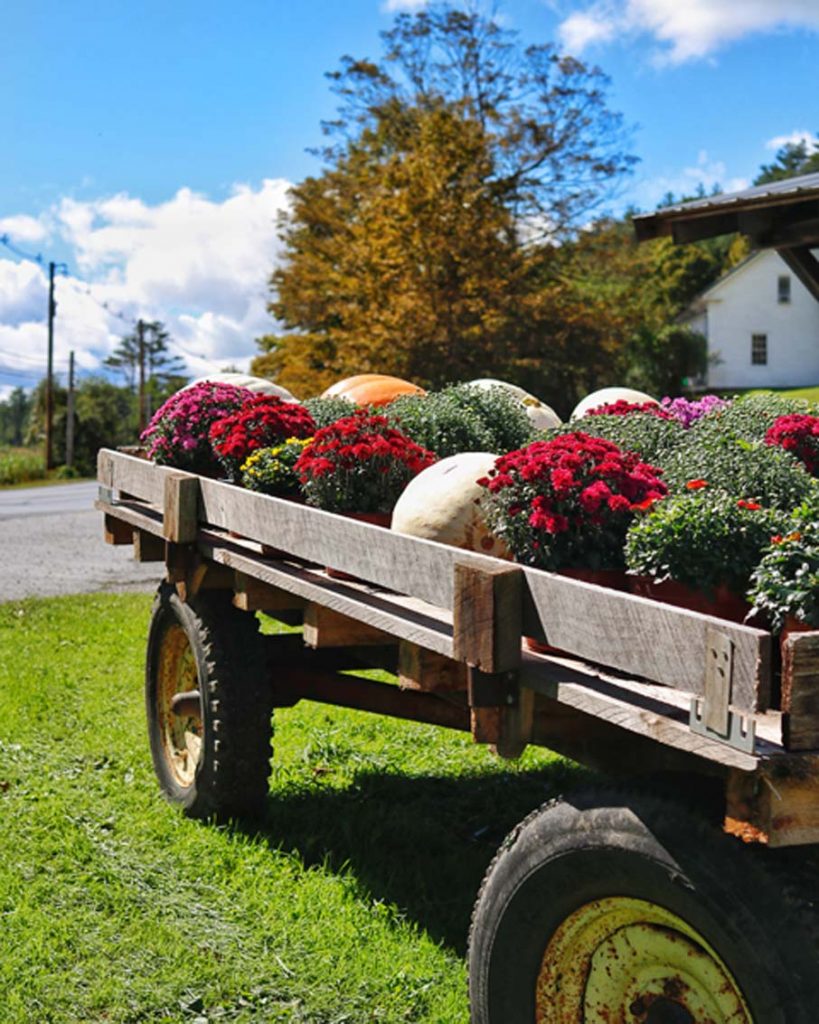 wagon full of mums fall vermont farm